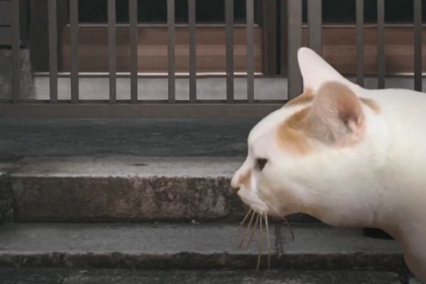 猫的一天怪奇谭汉化版 截图2