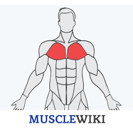 MuscleWiki  v1.4.4